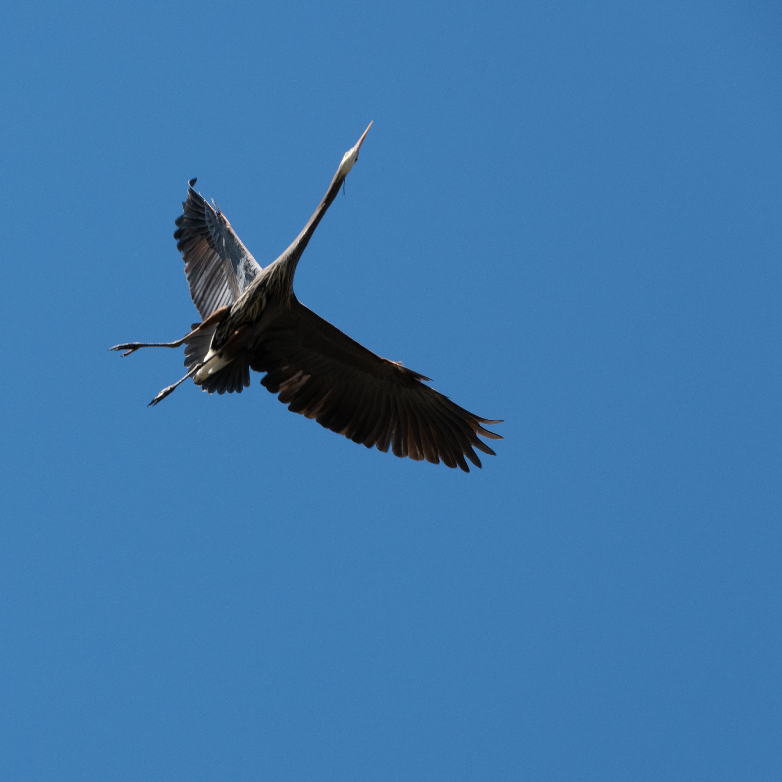 Blue Heron caught in mid-flight at Deer Lake in Burnaby, BC