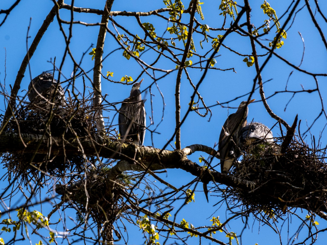 Blue Herons in nests on a tree at Deer Lake in Burnaby, BC