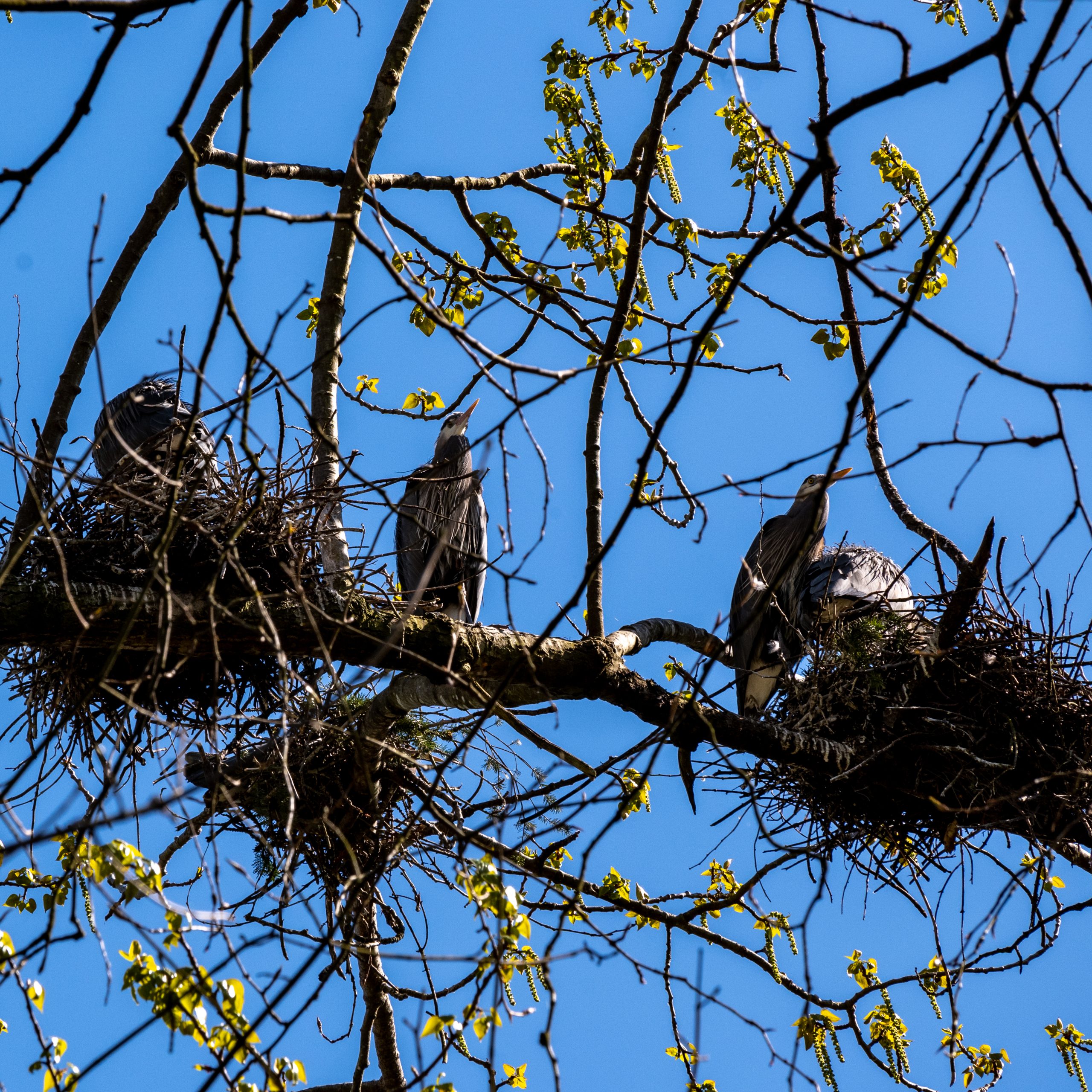 Blue Herons in nests on a tree at Deer Lake in Burnaby, BC